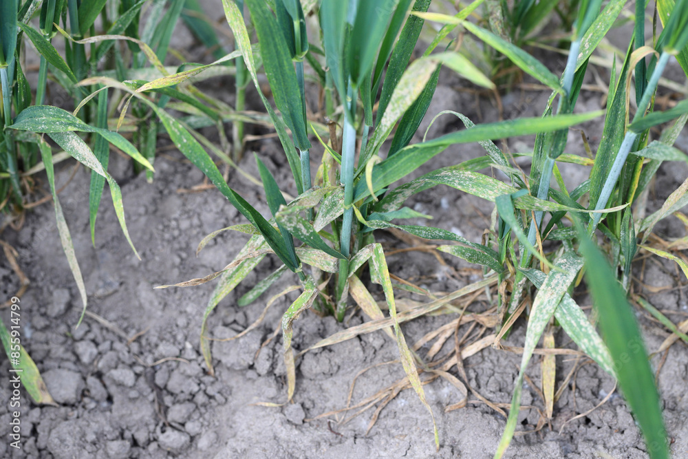 Powdery mildew (Erysiphe, Blumeria graminis f.sp. tritici) infection on a wheat, cereal crop fungi. Powdery mildew (Erysiphe, Blumeria graminis f.sp. tritici) infection on a wheat, cereal crop fungi.