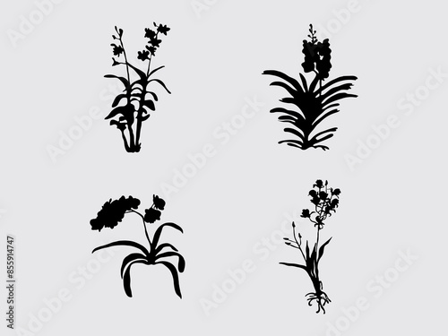 set of tropical orchid plant vector silhouette clipart.orchids flower isolated on white background