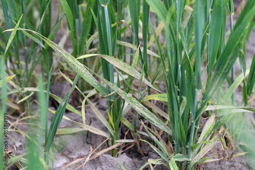 Powdery mildew (Erysiphe, Blumeria graminis f.sp. tritici) infection on a wheat, cereal crop fungi. photo