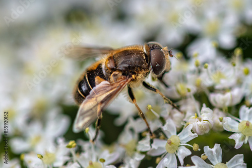 Fotografia Macro image of a drone fly on flowers