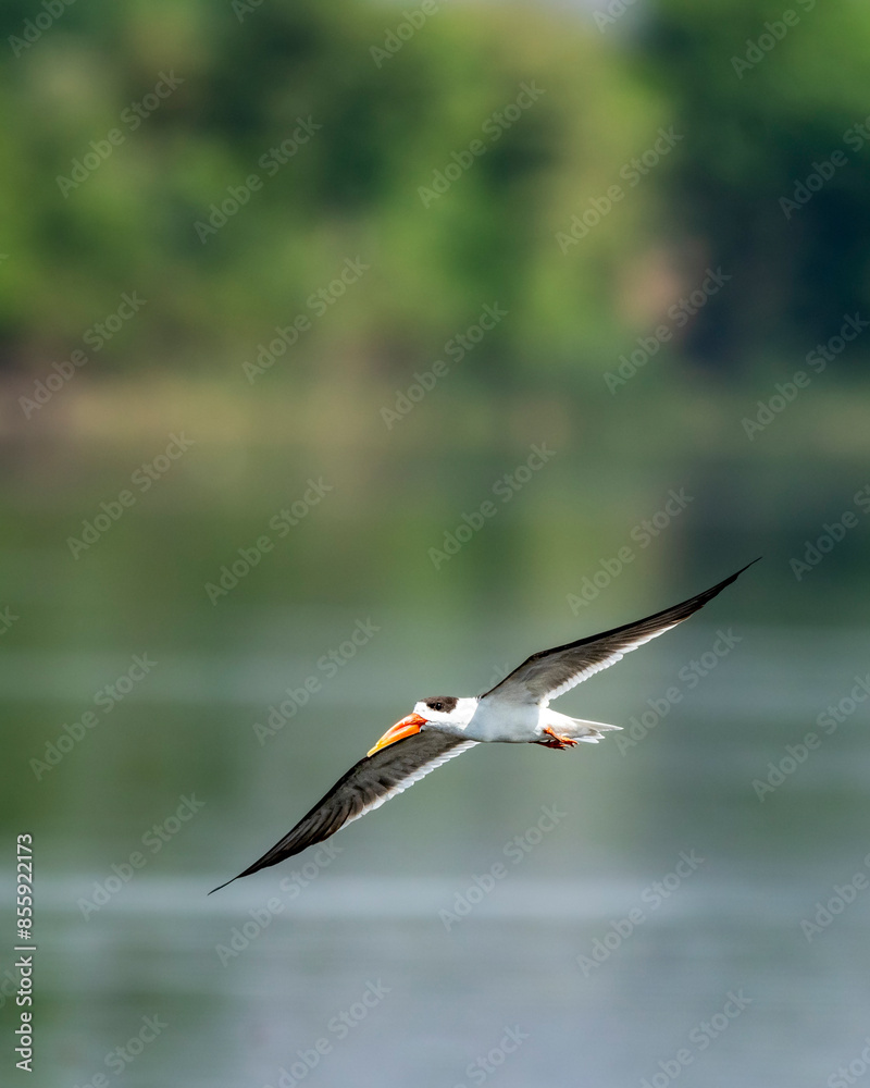 Indian skimmer or Indian scissors bill or Rynchops albicollis skimming ...
