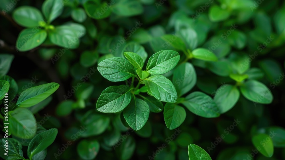 Isolated green plant in the spring Isolated green plant in the spring