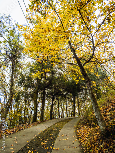 A beautiful trail surrounded by green trees on both sides.