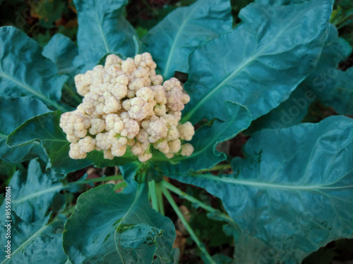 Close up of a white cauliflower head with leaves, top view. photo