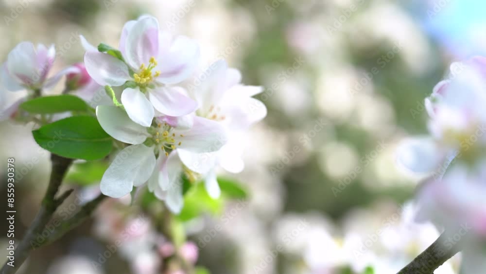 Apple tree blossom close-up. Apple tree branch, white apple flower on natural colorful background. Apple tree blossom close-up. Apple tree branch, white apple flower on natural colorful background.