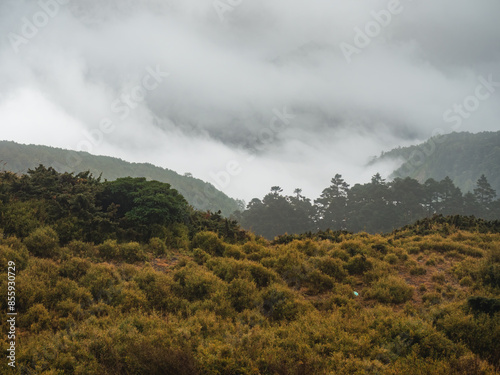 Fog and clouds are covering the forests and Mountains, Mount Hehuan, Taiwan