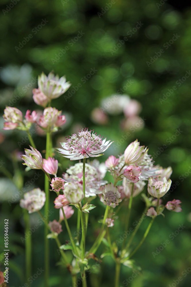 Macro image of a Greater Masterwort bloom, North Yorkshire England
Macro image of a Greater Masterwort bloom, North Yorkshire England