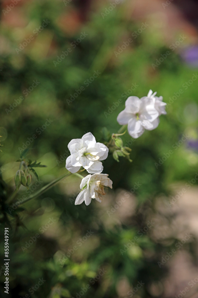 Macro image of white Meadow Cranesbill blooms, North Yorkshire England
Macro image of white Meadow Cranesbill blooms, North Yorkshire England