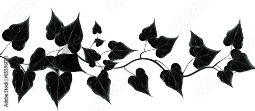 Ivy leaf silhouette. Climbing plant isolated on white background. Decorative black plant. Copy space image. Place for adding text or design