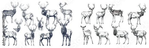 An isolated deer set illustration ink sketch. Northern reindeer background stag silhouette art.