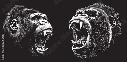 Illustration of ape ink sketch on a vintage engraving. Monkey kong background image. Black and white illustration.