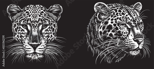 Ink sketch of a leopard set with cheetah background, surrounded by jaguar silhouette art. Vintage engraving.