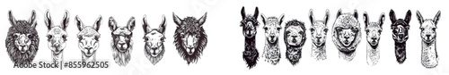 The bama set illustration was engraved in black and white with a background of alpacas as part of America's animal silhouette art. Black and white hand drawn modern artwork.