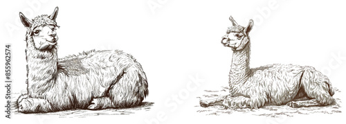 A vintage engraving isolated lama set dressed for Christmas illustration ink santa costume sketch. Alpaca background America animal silhouette new year hat art. Black and white hand-drawn image.