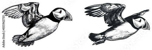 A modern illustration of an isolated black and white puffin engraved in black and white