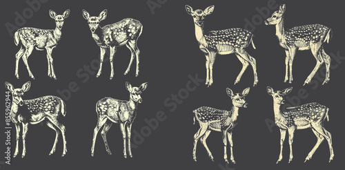Inked sketch of a vintage isolated deer set illustration. Wild roe deer background.