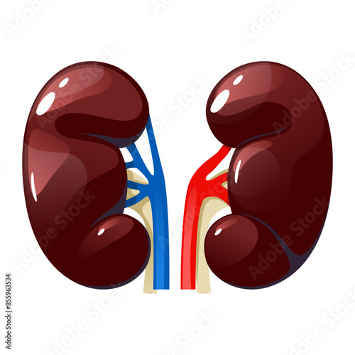 Human kidneys internal organs