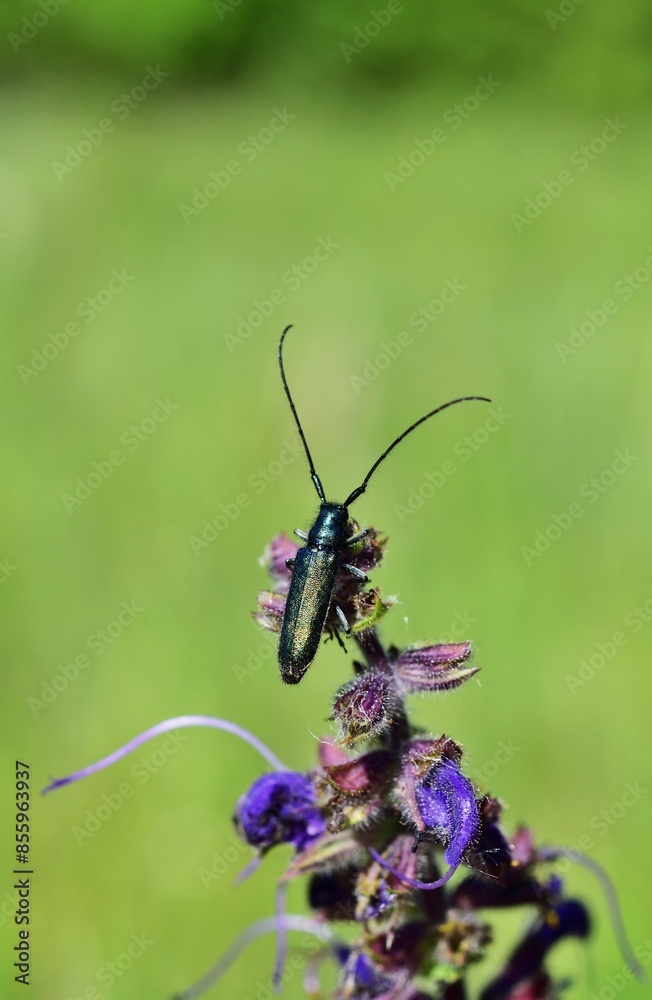 Metallfarbener Distelbock (Agapanthia violacea) im Nationalpark Lobau Donauauen Metallfarbener Distelbock (Agapanthia violacea) im Nationalpark Lobau Donauauen