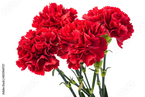 Red Carnations isolated on transparent background png