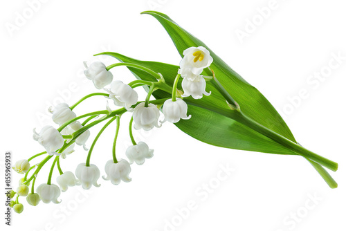 Lily of the Valley Bouquet isolated on transparent background png