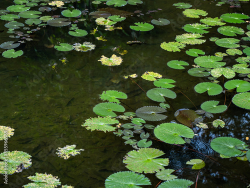 Water lily pads in the pond