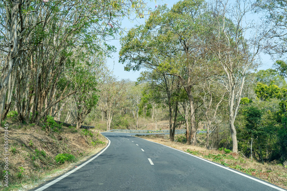 Fototapeta premium road in the woods