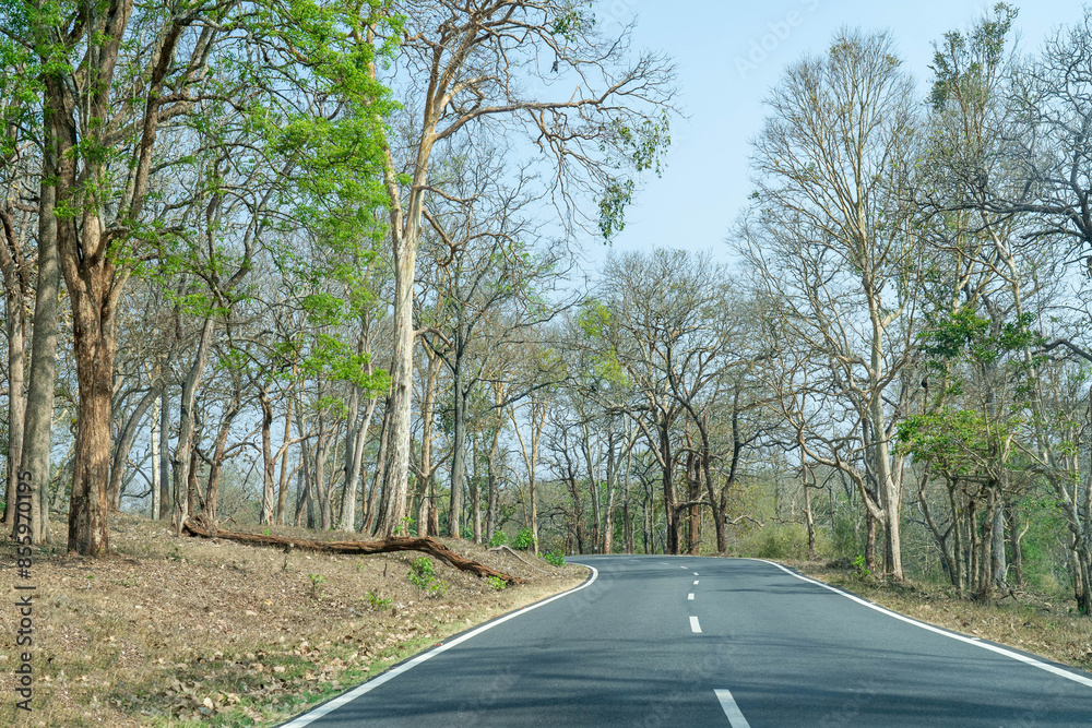 Fototapeta premium road in the forest