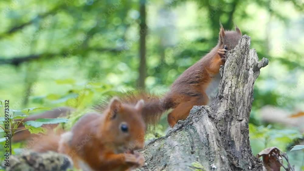 Eurasian red squirrels eating on old trunk and playing around against bokeh background in the woods