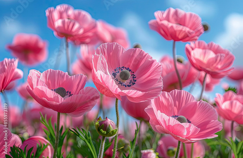 Pink poppies in full bloom, with a blue sky and white clouds in the background. Created with Ai
