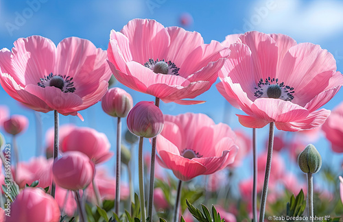 A field of vibrant pink poppies in full bloom, with the clear blue sky providing an endless canvas for these delicate and beautiful flowers to showcase their beauty. Created with Ai
