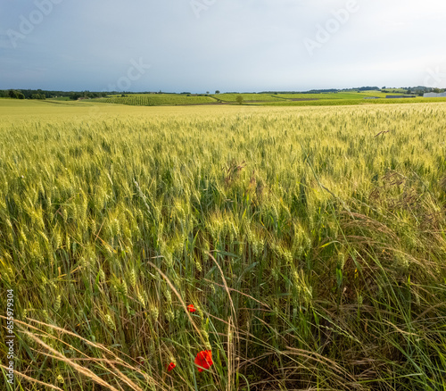 Blé et campagne