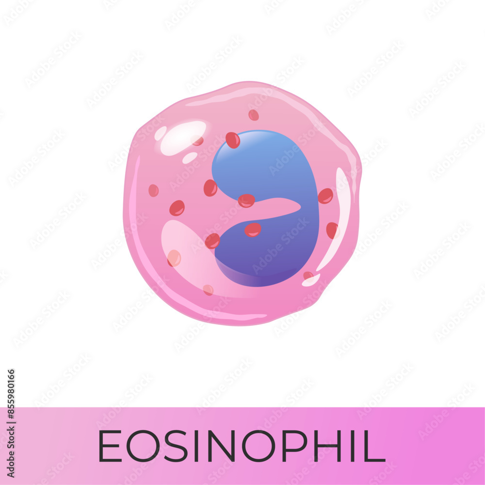 Eosinophil cell. Myeloid system cell. Isolated vector icon Eosinophil cell. Myeloid system cell. Isolated vector icon