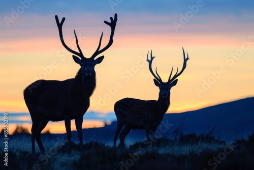 A large red deer stag waling up behind a younger stag at dawn