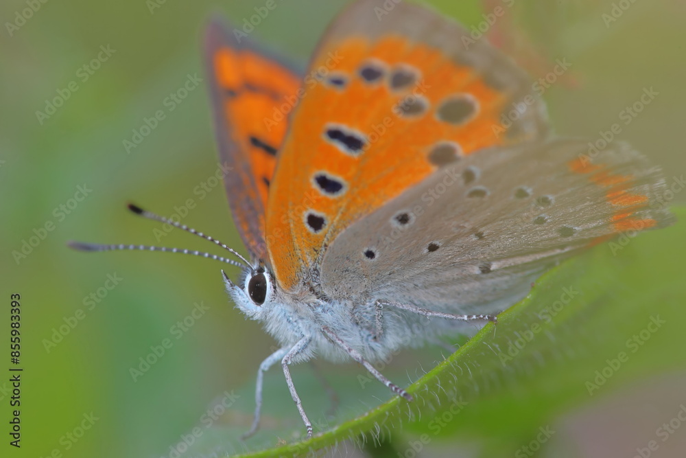Obraz premium 【ベニシジミチョウ】