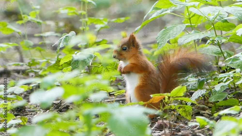 Eurasian red squirrel standing on the woods ground among green plants in daytime Eurasian red squirrel standing on the woods ground among green plants in daytime