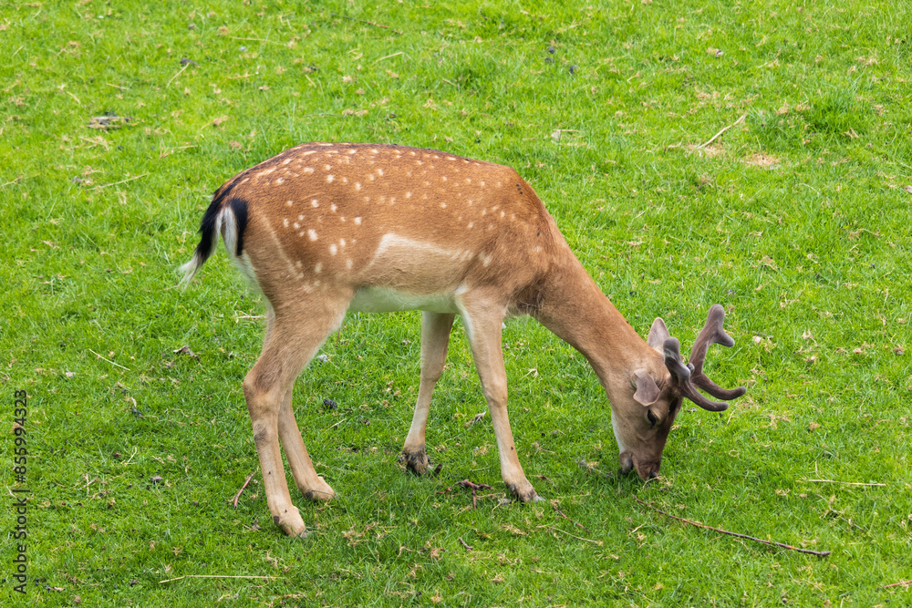 Fallow deer, dama dama eating on meadow pasture. Animal wildlife background Fallow deer, dama dama eating on meadow pasture. Animal wildlife background
