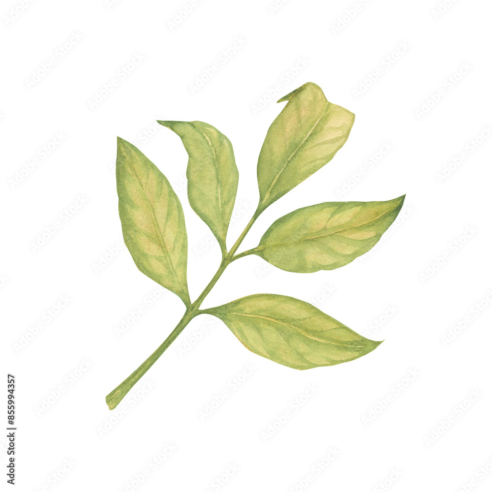 Obraz premium Tree leaves watercolor illustration. Botanical drawing sketch stylized. Isolated. Hand drawn, suitable for food packaging design