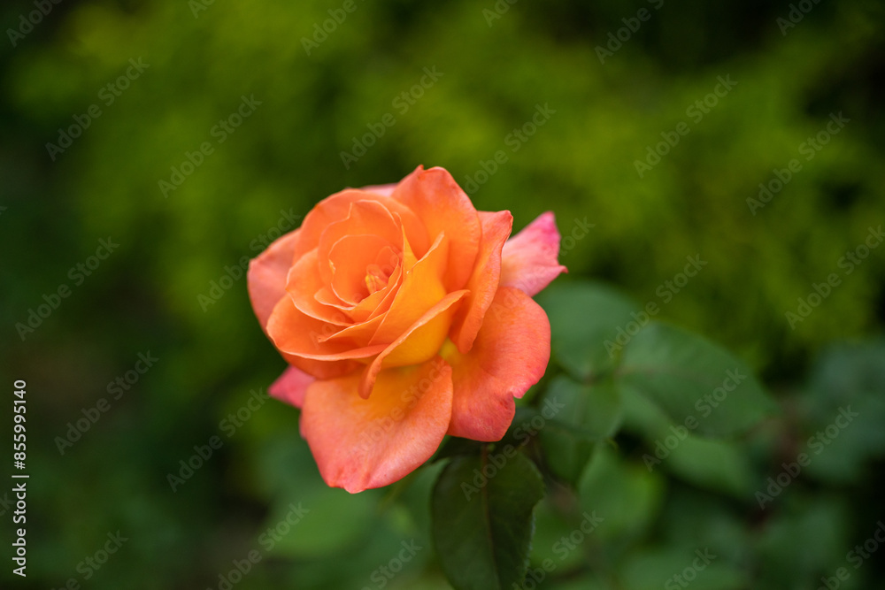 Orange rose on a blurred green background Orange rose on a blurred green background