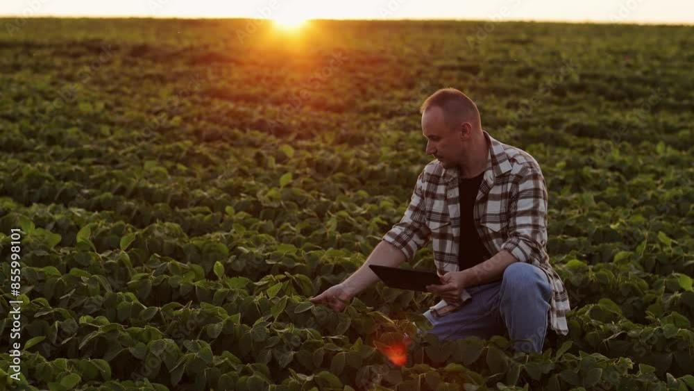 Male farmer with digital tablet examining lifestyle soybean plant at field on sunset. Checking and control of soy plant quality, readiness for for harvest. Smart farming technology