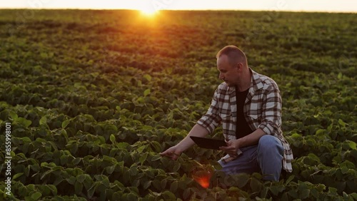 Male farmer with digital tablet examining lifestyle soybean plant at field on sunset. Checking and control of soy plant quality, readiness for for harvest. Smart farming technology