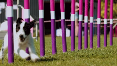 Agility sports for dogs. Running in slalom.