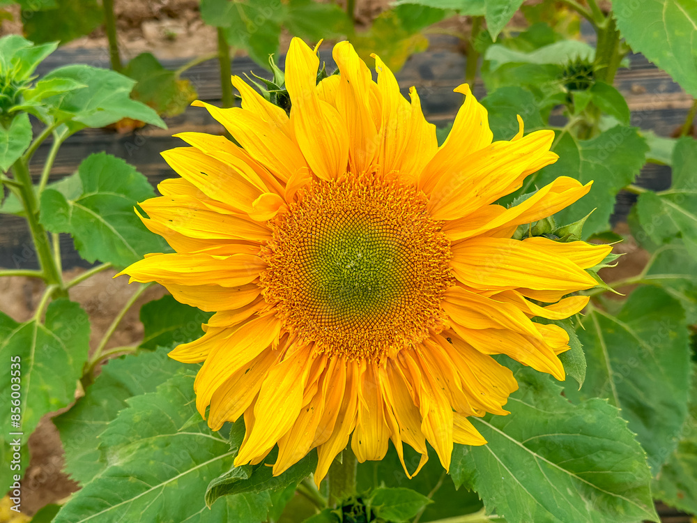 Fototapeta premium Blooming sunflower farm field, big bright yellow sunflower, agriculture concept harvest. Growing seeds for oil