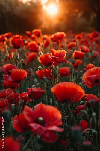 Vibrant Red Poppies in Sunset Light. Field of bright red poppies illuminated by the warm glow of the setting sun, creating a vibrant and serene atmosphere.
