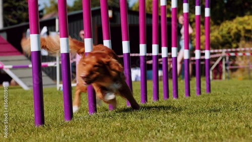 Agility sports for dogs. Running in slalom.