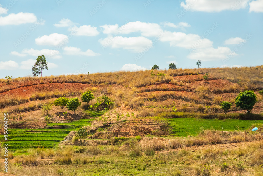 Typical Madagascar landscape rice terrace fields Typical Madagascar landscape rice terrace fields