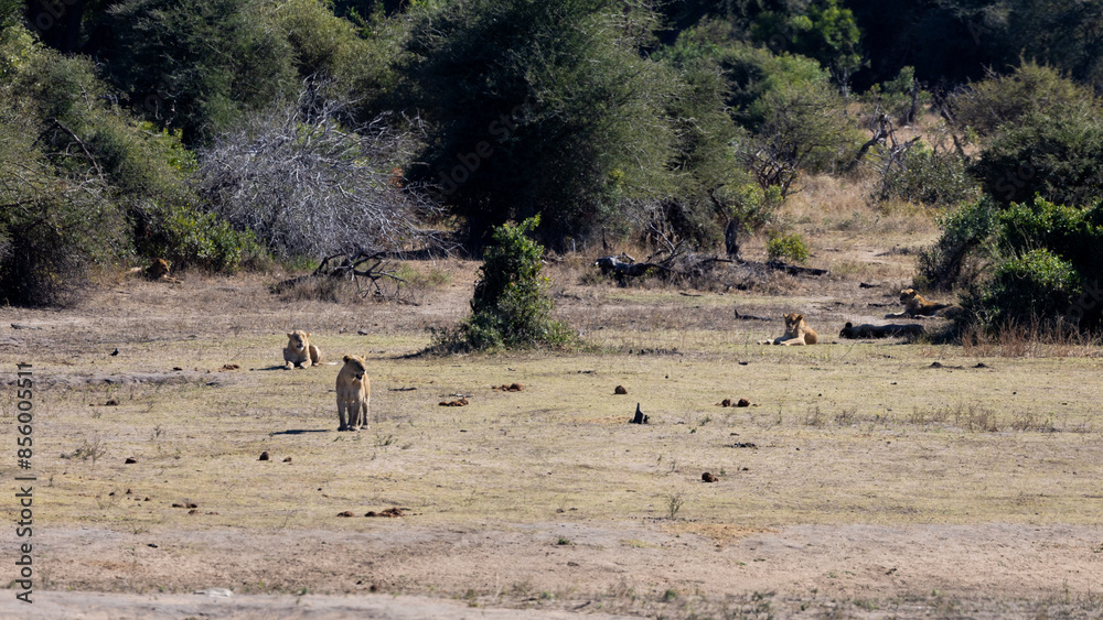 a pride of lions resting at the waterhole a pride of lions resting at the waterhole