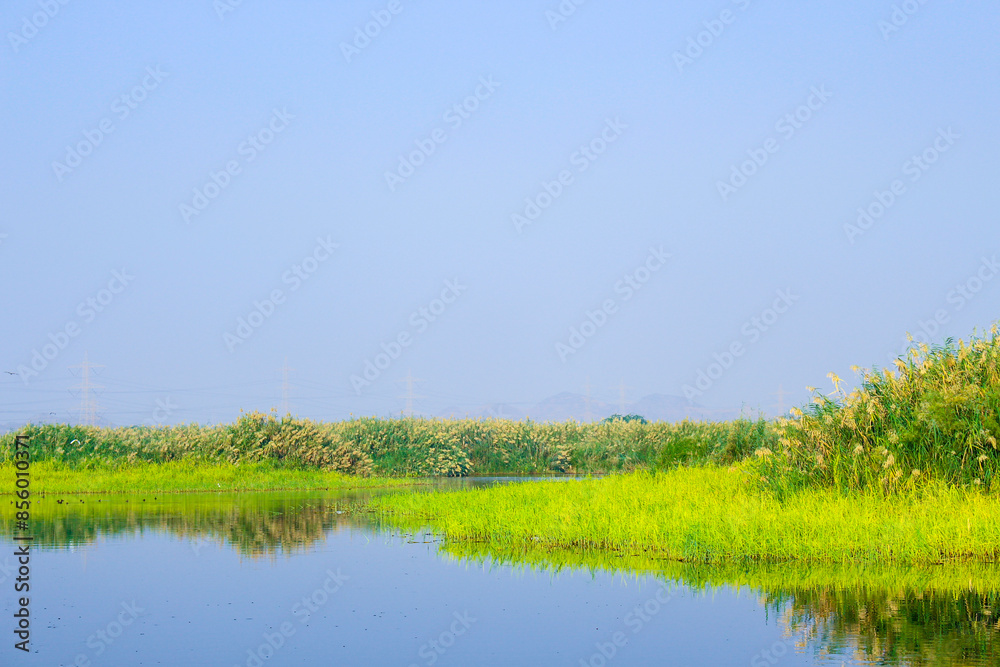 Fototapeta premium green grass and blue sky