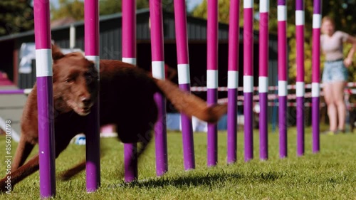 Agility sports for dogs. Running in slalom.