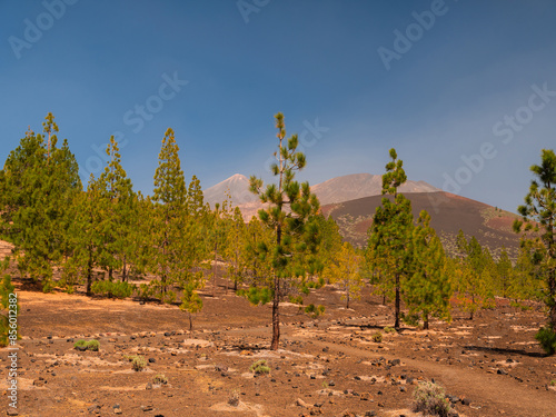 pine, green forest, lit by the golden sun, island of Tenerife against blue sky