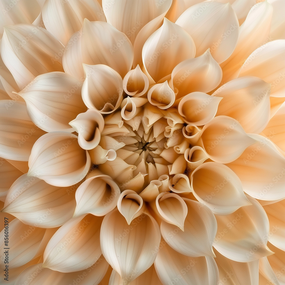 Vibrant Macro Shot of an Beige Petals in Full Bloom, Close-Up View of light brown flower Vibrant Macro Shot of an Beige Petals in Full Bloom, Close-Up View of light brown flower